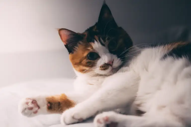 马克瑞小猫咪 的上传参考图